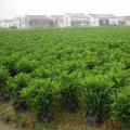 非洲茉莉