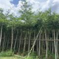 细叶榄仁