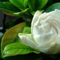 大叶栀子花