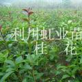 桂花