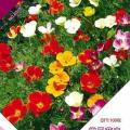 花菱草种子