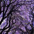 蓝花楹