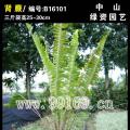 肾蕨