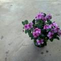 长春花