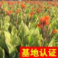 花叶美人蕉