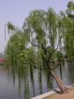 柳树