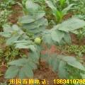 供应核桃苗，山西核桃苗，薄壳核桃苗, 嫁接核桃苗，核桃苗价格