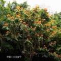 无忧花