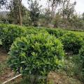 非洲茉莉
