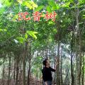 沉香树