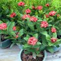 新加坡龙船花、仙丹花