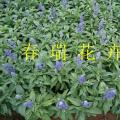 鼠尾草