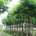 黄花腊肠树