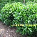非洲茉莉
