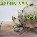 水仙