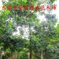 黄花风铃木
