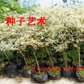 锦叶榄仁