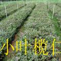 小叶榄仁