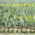 龙鳞榈