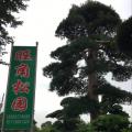 日本罗汉松