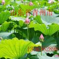 荷花