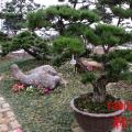 黑松