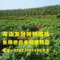 发财树