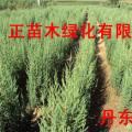 桧柏