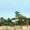 黑松