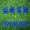 罗汉松种子