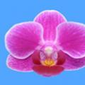 蝴蝶兰（真爱）