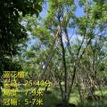 蓝花楹