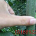 庆云雪松苗业供应冬红欧洲白蜡芽子东红欧洲白蜡图片