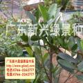 凤凰木
