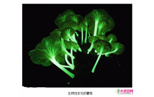 科技培育发光植物 可作观赏和照明用