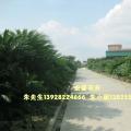 多头苏铁