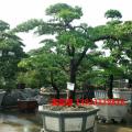 台湾罗汉松
