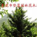 罗汉松