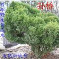 黄连木