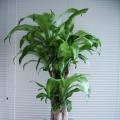 其他观叶植物