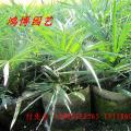 加拿利海枣