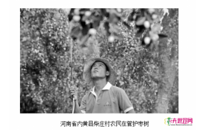 河南：内黄县发展红枣种植和林下经济