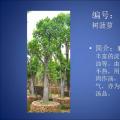 大树菠萝