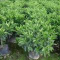 非洲茉莉