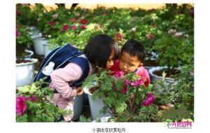 昆明嵩明举办牡丹文化节 未来三年将打造牡丹小镇