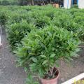 非洲茉莉
