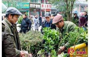 湖南通道：新春苗木市场火爆