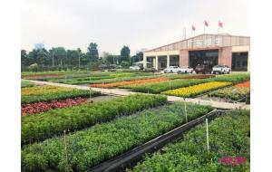2019广东（陈村）园林设计518分享会—之花卉与景观