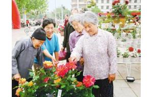 政府搭台 花农唱戏－－莱州月季花越栽越红火