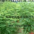 槐树